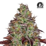 Tezla OG Fem (Fotoperiódica) - Sensi Seeds x3