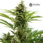 Buddha Vesta Auto - Buddha Seeds x3