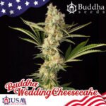 Buddha Wedding Cheesecake Fem (Fotoperiódica) - Buddha Seeds x3
