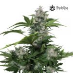 Buddha White Dwarf Auto - Buddha Seeds x3