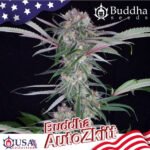 Buddha Auto Zkitt - Buddha Seeds x3