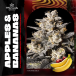 Apples y Bananas Fem (Fotoperiódica) - Mariseeds Seleccion