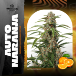 Auto Naranja - Mariseeds Seleccion