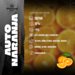 Auto Naranja - Mariseeds Seleccion - Imagen 2