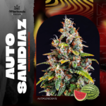 Auto Sandiaz - Mariseeds Seleccion