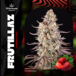 Frutillaz Fem (Fotoperiódica) - Mariseeds Seleccion