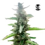 Camboya CHR Fem (Fotoperiódica) - CHR Seeds x3