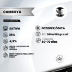 Camboya CHR Fem (Fotoperiódica) - CHR Seeds x3 - Imagen 2