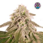 Bay Burger Fem (Fotoperiódica) - Delicious Seeds 3+1