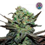 Eleven Roses Auto - Delicious Seeds 3+1