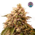 Sunday Punch Fem (Fotoperiódica) - Delicious Seeds 3+1