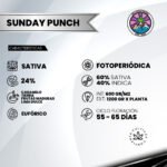 Sunday Punch Fem (Fotoperiódica) - Delicious Seeds 3+1 - Imagen 2
