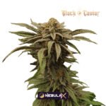 Nebula X Fem (Fotoperiódica)- Black Caviar x3