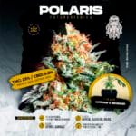 Esqueje Polaris (Feminizada) - Arkham