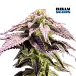 BSOD74 Fem (Fotoperiódica) - Billy Seeds x3