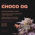 Esqueje Choco Og (Feminizada) - 1439 Criadores