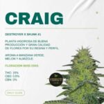 Esqueje Craig (Feminizada) - Yeruti seeds