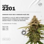 Esqueje Criar 2201 (Feminizada) - Cri.ar