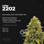 Esqueje Criar 2202 (Feminizada) - Cri.ar