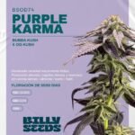 Esqueje Purple Karma (Feminizada) - Billy Seeds