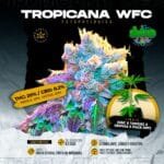 Esqueje Tropicana WFC (Feminizada) - Sweed Lab