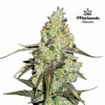 2 y 2 Runtz Fem (Fotoperiódica) - Mariseeds Seleccion