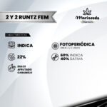2 y 2 Runtz Fem (Fotoperiódica) - Mariseeds Seleccion - Imagen 2