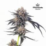 Cherry Runtz Fem (Fotoperiódica) - Mariseeds Seleccion