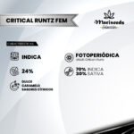 Critical Runtz Fem (Fotoperiódica) - Mariseeds Seleccion - Imagen 2