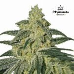 Freezer Burn Fem (Fotoperiódica) - Mariseeds Seleccion