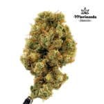 GMO X Legend O.G Fem (Fotoperiódica) - Mariseeds Seleccion