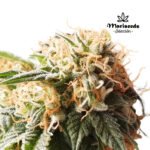 Gorilla Runtz Fem (Fotoperiódica) - Mariseeds Seleccion