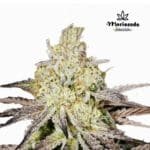 Hashplant Runtz Fem (Fotoperiódica) - Mariseeds Seleccion