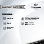 Hashplant Runtz Fem (Fotoperiódica) - Mariseeds Seleccion - Imagen 2