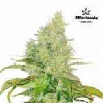 Ice Cream Cake Fem (Fotoperiódica) - Mariseeds Seleccion