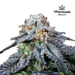 Pluto Fem (Fotoperiodica) - Mariseeds Seleccion