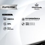 Pluto Fem (Fotoperiodica) - Mariseeds Seleccion - Imagen 2