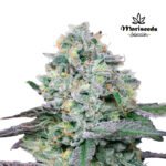 Project Runtz Fem (Fotoperiódica) - Mariseeds Seleccion