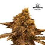 Studio 54 Fem (Fotoperiódica) - Mariseeds Seleccion