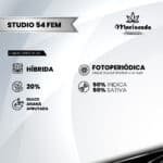 Studio 54 Fem (Fotoperiódica) - Mariseeds Seleccion - Imagen 2