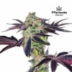 Tangelato Fem (Fotoperiódica) - Mariseeds Seleccion