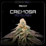 Cremosa Fem (Fotoperiódica) - Bioweed