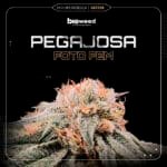 Pegajosa Fem (Fotoperiódica) - Bioweed