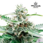 Auto Deimos - Mariseeds Selección