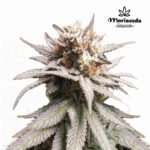 Auto G Mac - Mariseeds Selección