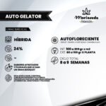 Auto Gelator - Mariseeds Selección - Imagen 2