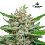 Auto San Fernando Valley - Mariseeds Selección