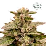 French Prairie Regular - French Touch Seeds x5