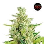 Clerikush Auto x5 - Silver River Seeds