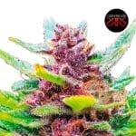 Comanche Auto x5 - Silver River Seeds